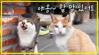 Korean cats meowing meow...what do they want?