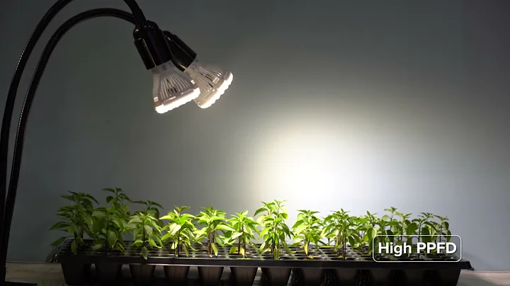 How Adjustable Multi-Head Clip-on Grow Light Help Plants Grow