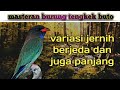 masteran suara burung tengkek buto 2021 ( jernih )