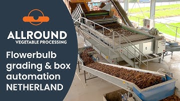 Flower bulb grading & box automation | STE | Netherlands | Allround Vegetable Processing