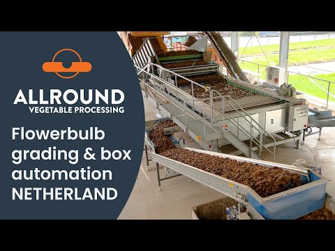 Flower bulb grading & box automation | STE | Netherlands | Allround Vegetable Processing