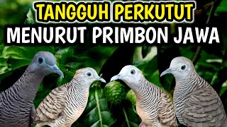 Tangguh perkutut menurut PRIMBON JAWA dan ciri-cirinya