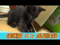 子猫がスーパーボールで遊ぶだけ【黒猫・仔猫】
