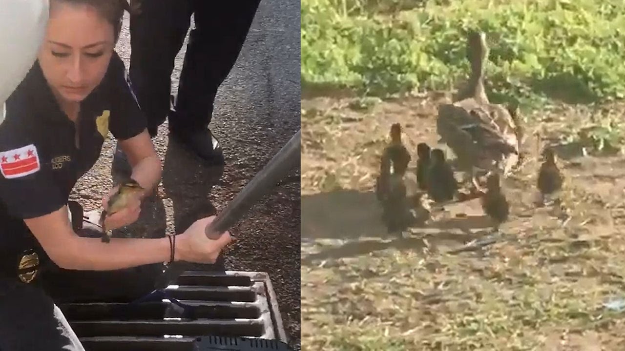 Baby ducks rescued from storm drain - YouTube