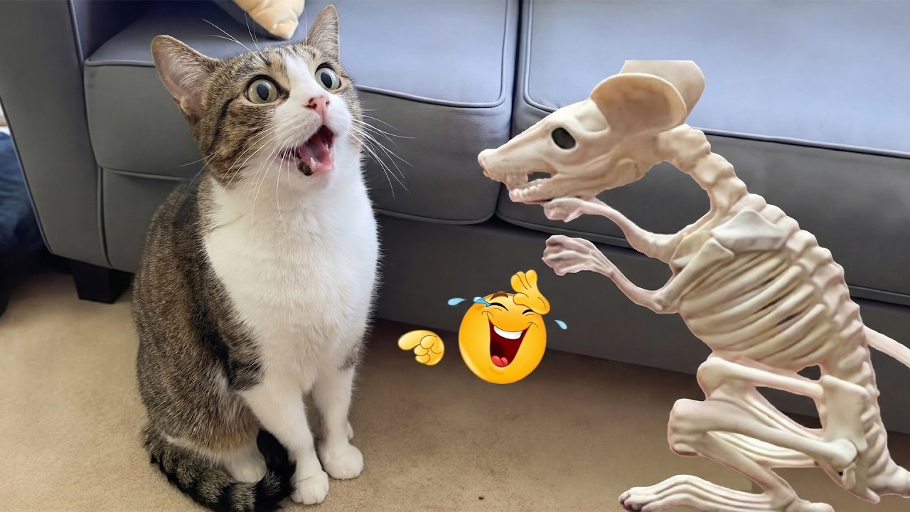 Funniest Animal Videos That’ll Make Your Day 😂