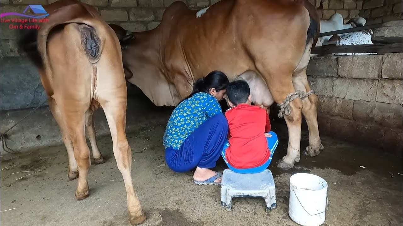 Kya om tilu ka milking kar sakta hai ?? cow_milking_byhand YouTube