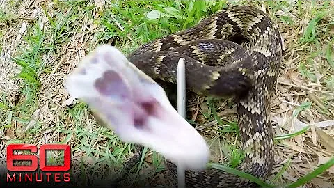 Scientist suffers 27 snake bites | 60 Minutes Aust...