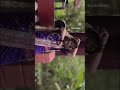 #engement #wedding #trendingshorts #trending