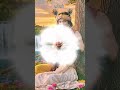 radhe radhe #trending #love #viralvideo #radhakrishna #viralshort
