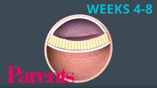 An Embryo Forms: Weeks 4 to 8 of Pregnancy | Parents