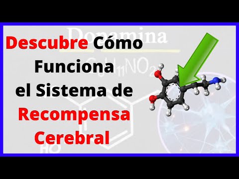 Video: ¿El cerebro libera dopamina?