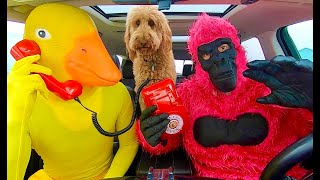 Rubber Ducky Surprises Gorilla with A Crazy Car Ride Chase by Life of Teya 189,368 views 1 year ago 2 minutes, 16 seconds