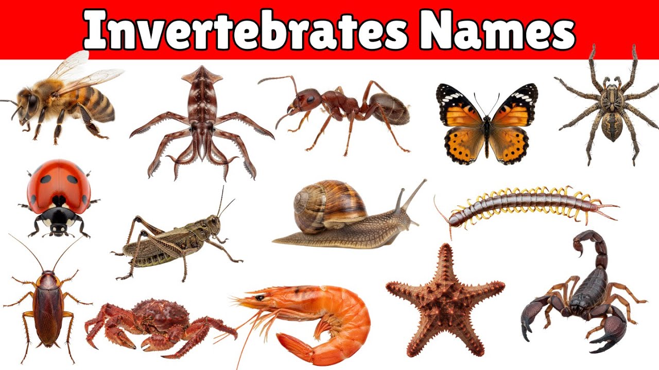 Invertebrates Names for Kids | Learn Small Animals with Pictures🐞