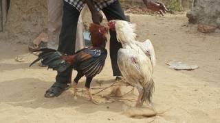 Rooster Attacks And Kills Man At Cock Fight