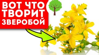 видео: Теперь соседка на здоровье не жалуется! Мощный отвар зверобоя поможет даже при… картинка: Теперь соседка на здоровье не жалуется! Мощный отвар зверобоя поможет даже при…