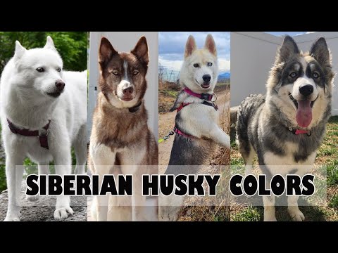 Video: Sibīrijas huskiju krāsas