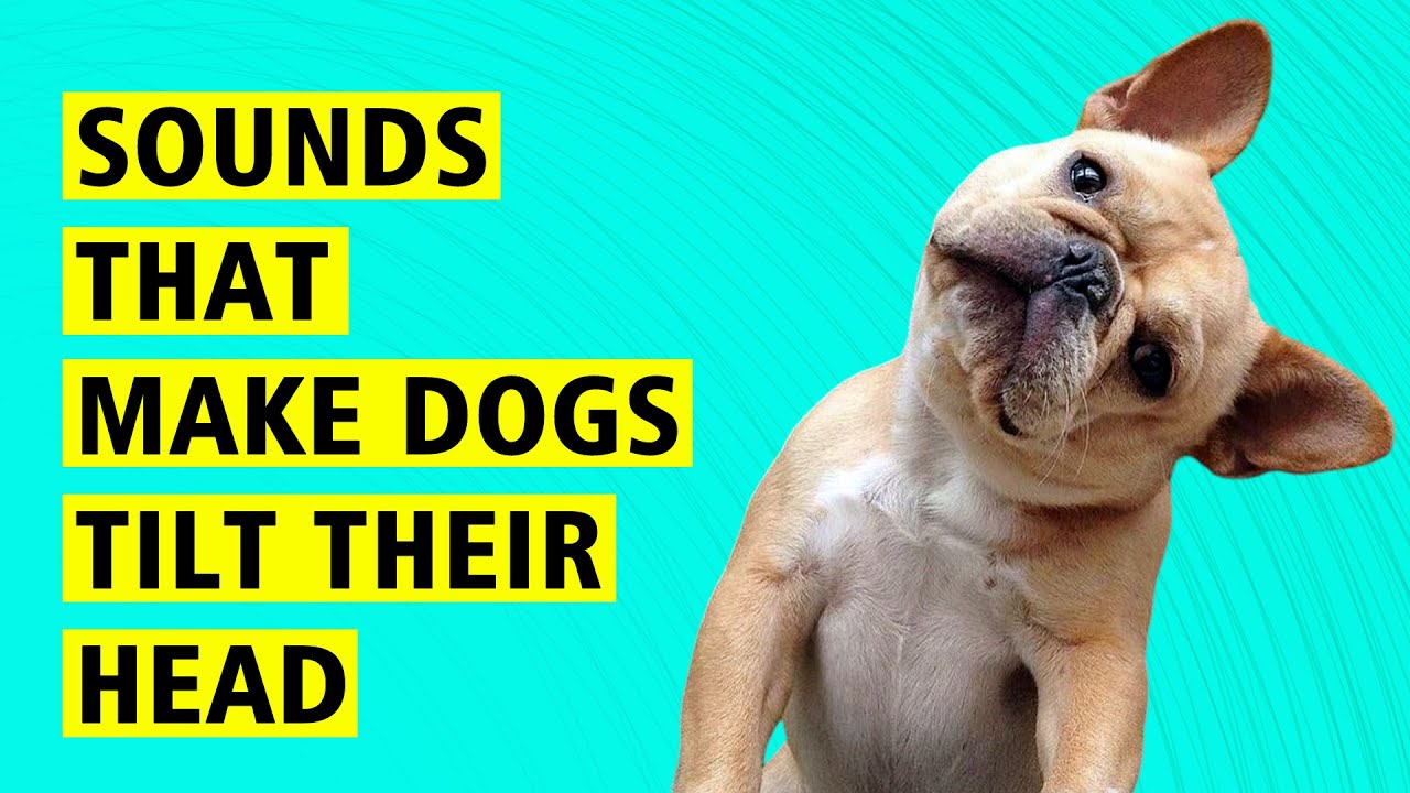 Noises That Make Dogs Tilt Their Heads 10 Sounds That Make Dogs Tilt Their Head ♥️♥️♥️ - YouTube