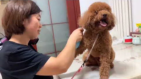 4岁泰迪疯狂咬人，美女凶狠对峙半小时，一记锁喉训犬之后解脱了！【犬道app】 - 天天要闻