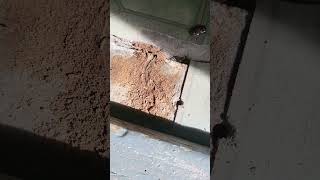 Termite+treatment+Mesa +AZ