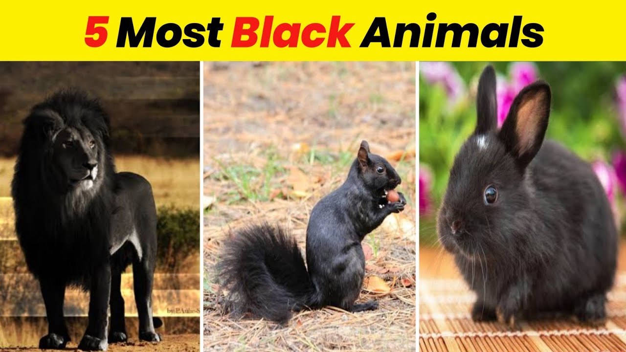 Top 5 Most Dark Black Animals in the World | Mr Faxico | - YouTube