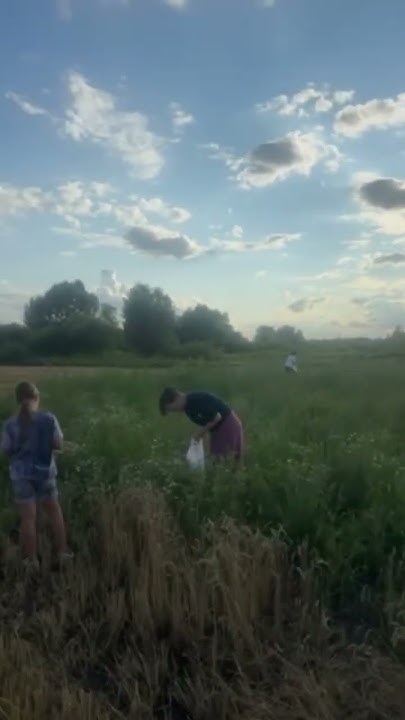 Ромашка- василек🌼 ️ - YouTube