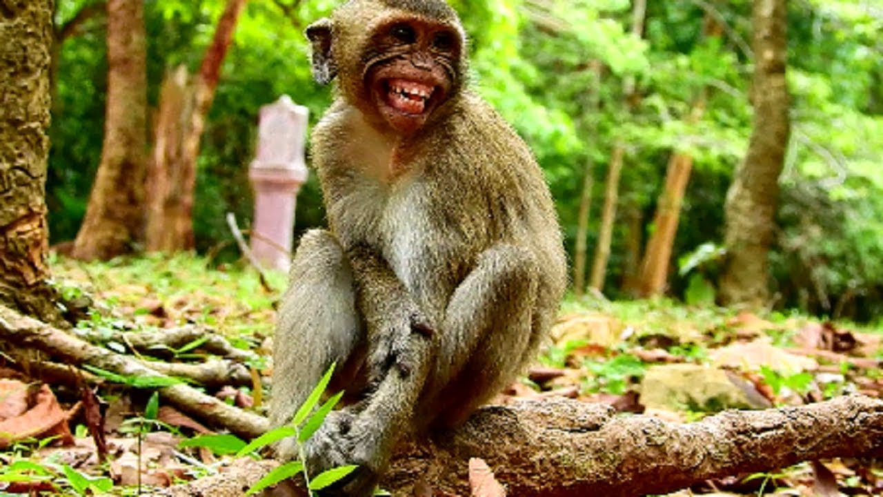 Sad adult monkey, Scary Rolls Royce threatening , Dislocated one shoulder