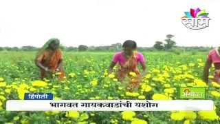 Bhagwat Gaikwad's Marigold (zhendu) flower farming success story