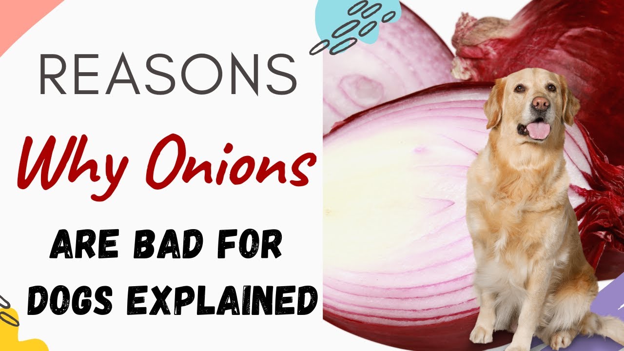 Are Onions Bad For A Dog