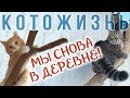 МЫ СНОВА В ДЕРЕВНЕ! 😻 КОТОЖИЗНЬ!