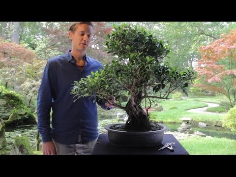 Video: Hvad er afløvning: Lær om afløvning af planter og hvordan man behandler