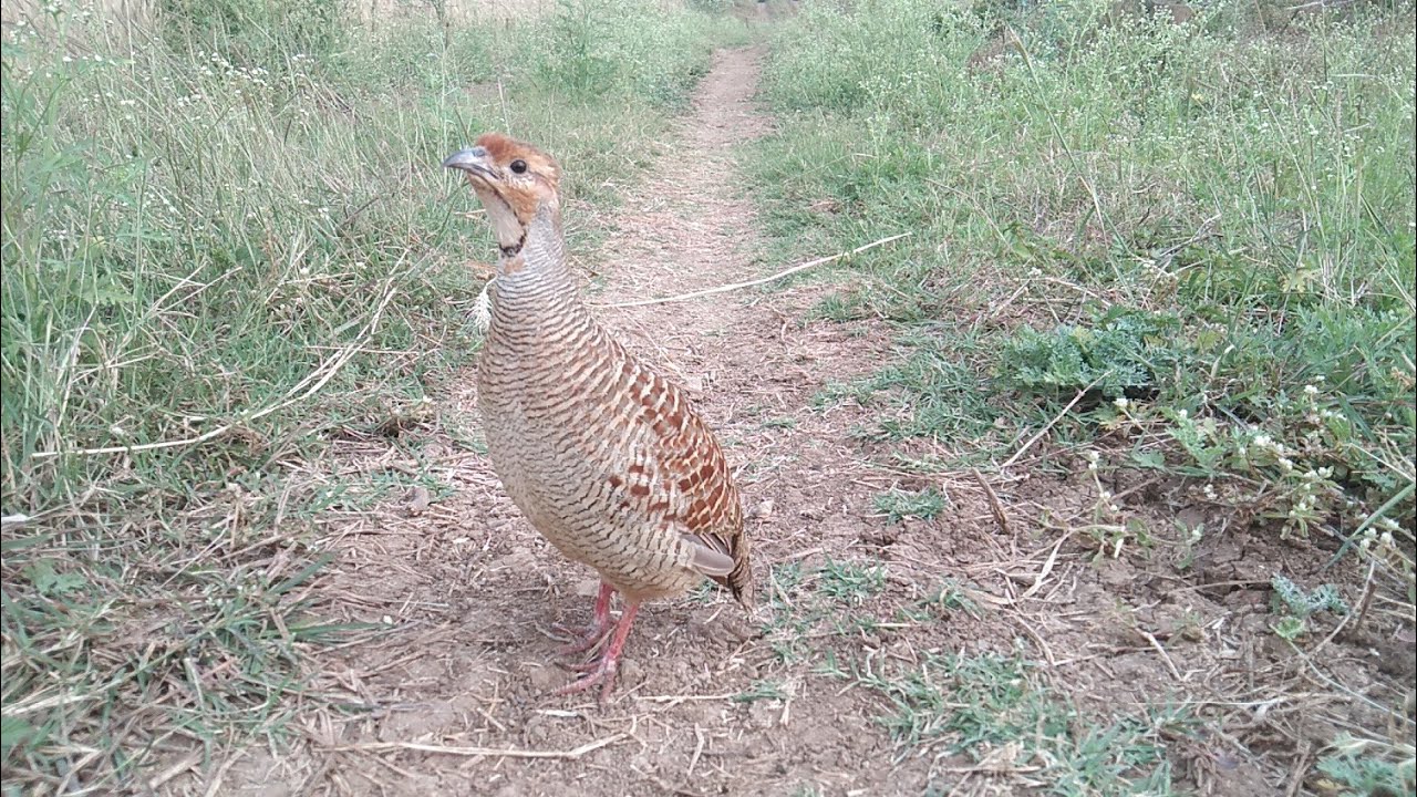 तीतर को ब्रीडिंग केज कैसे बनाएं और तीतर को ब्रीडिंग कैग के अंदर कैसे रखें#titar#biriding @suraj1234