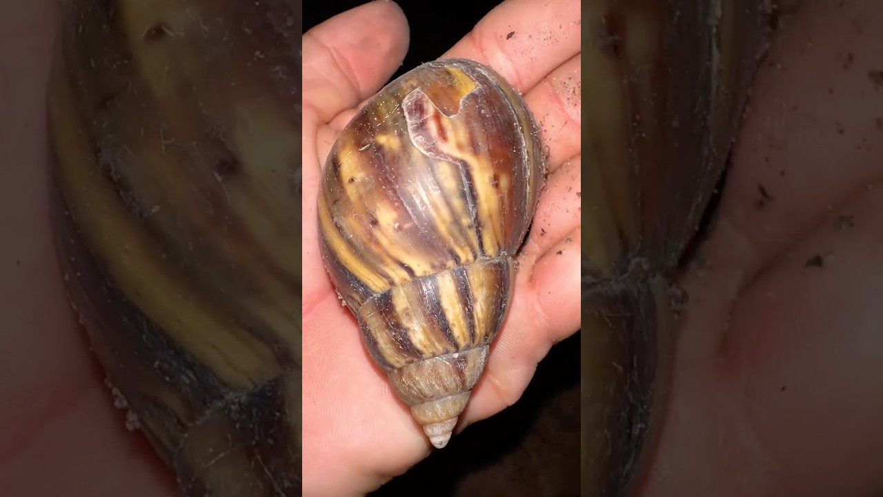 Small snail grow to biggest snail in short 🐌🐌🐌