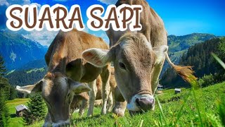 Suara Sapi lucu | Cow moo sound effect | Cow sound for children