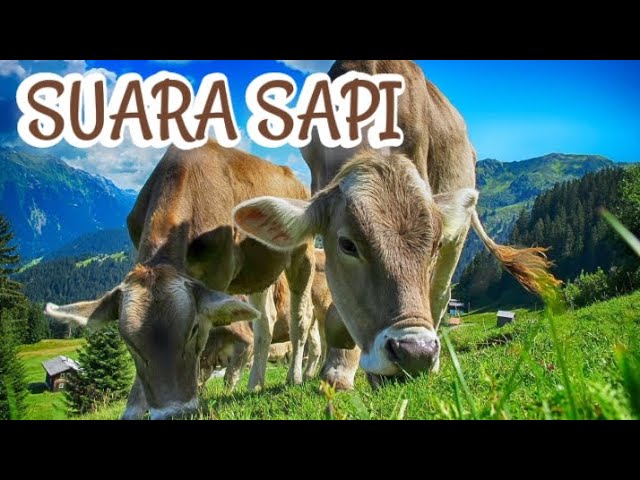 Suara Sapi lucu | Cow moo sound effect | Cow sound for children class=