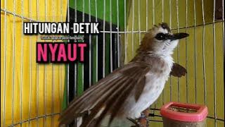 trucukan gacor ROPEL PANJANG buat pancingan trucukan agar bunyi JADIKAN burung trucuk gacor EMOSI