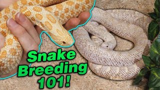 Snake Breeding Part 3: Waking up from Brumation!