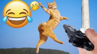 YOU LAUGH YOU LOSE🥰Best Funny Animals Video 2024😽🐶Part 9