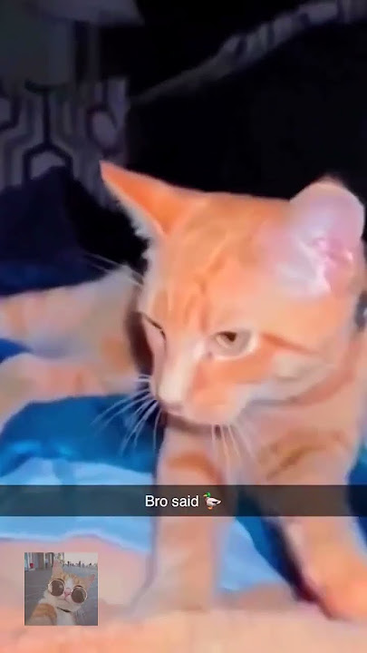 quack #animalmemes #catfeatures #cat #cutecat