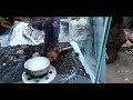 Video 130: La gran escolopendra dentro del terrario