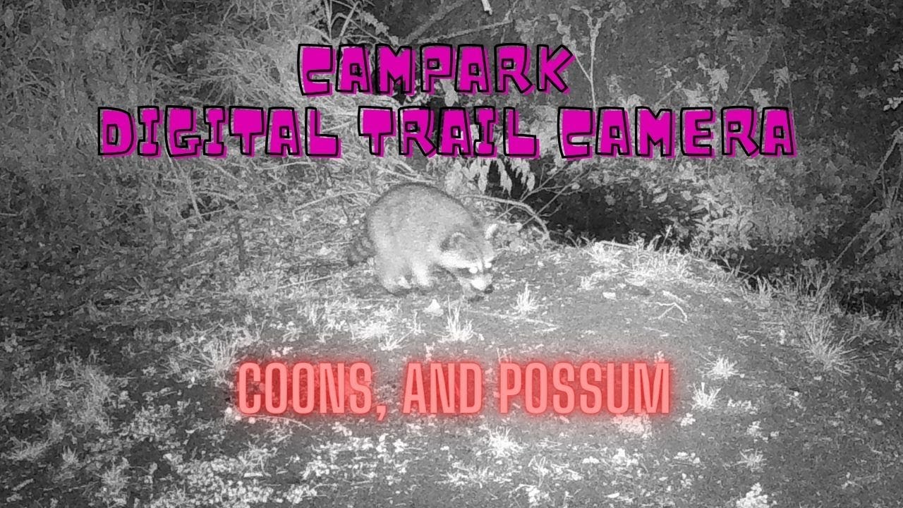 Possum Camera Campark Digital Trail Camera Coons and Possums Night 1 April 2024 - YouTube