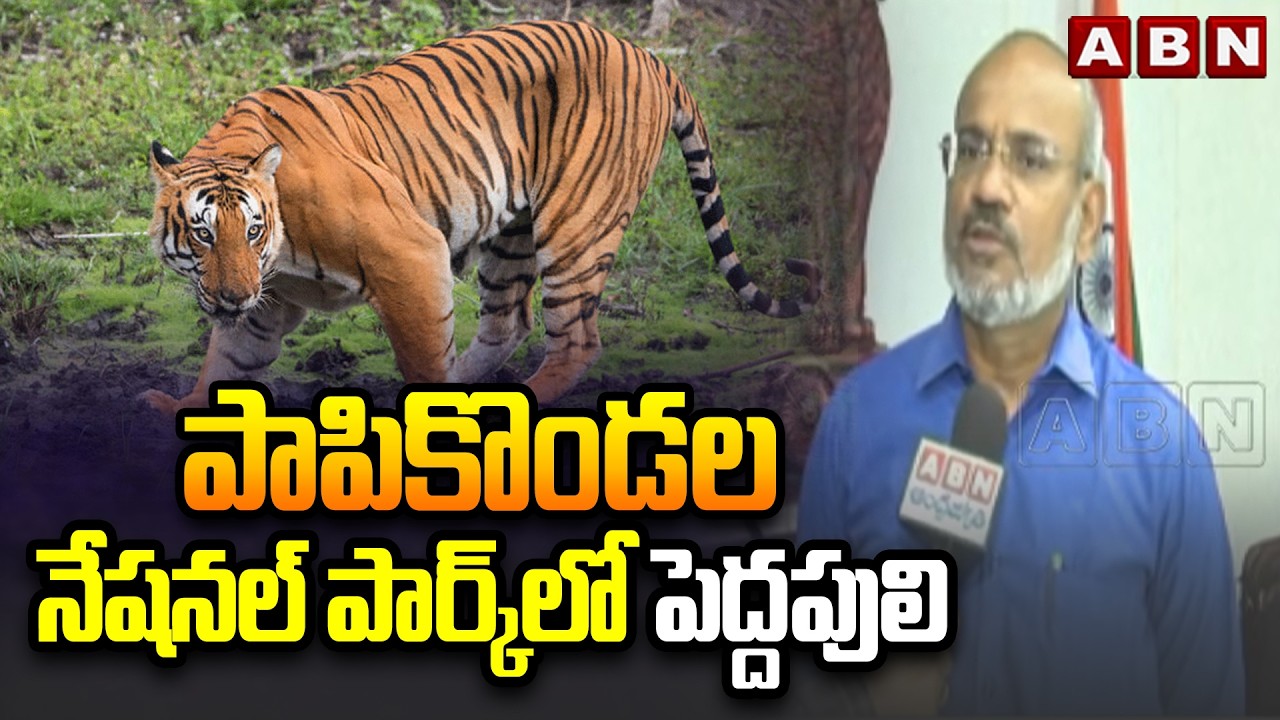 పాపికొండల నేషనల్ పార్క్‌లో పెద్దపులి | Captured tiger released into Papikonda National Park | ABN