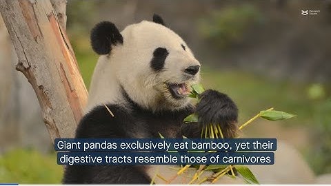 Gut microbial protein metabolism enables giant pandas to survive on a bamboo-only diet