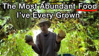 Garden Tunnel Food Arbor Growing on Trellis Vertical Gardening Squash Grapes, Chayote Fruit Tomatoes