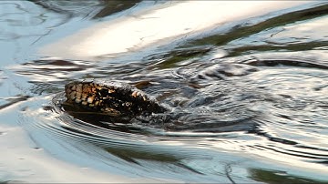 Tegu Swimming 01 Footage