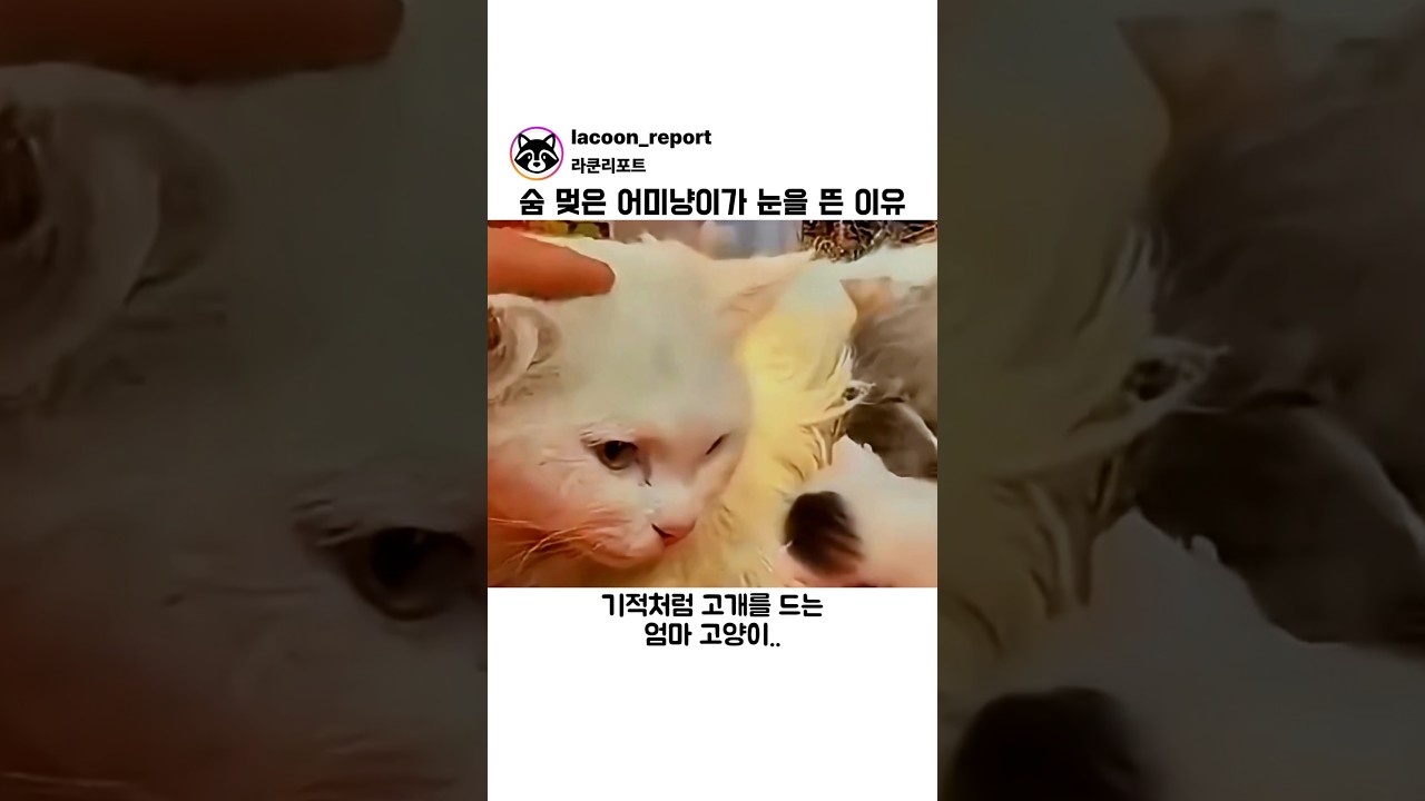 숨 멎은 어미냥이가 눈을 뜬 이유