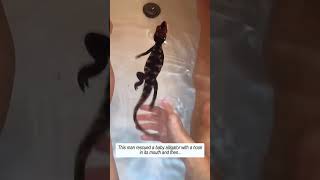 Poor baby crocodile #crocodile #babycrocodile #rescue #animals #wildliferescue #shorts