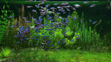 Bể cá thủy sinh Neon vua, thức ăn cho cá kiểng artemia, bobo, trùn huyết lạnh, trùn chỉ tươi