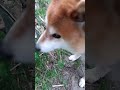 においが気になる犬 #shorts #柴犬 #可愛い犬 #散歩
