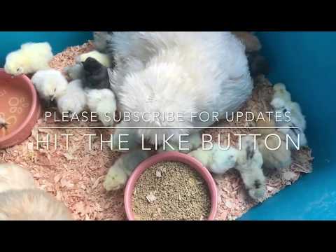 SILKIE CHICKS/FERTILITY CHECK FARM BABIES