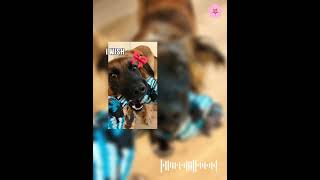 mój Albert kochany ❤️ #pies#skarb#viral#Albert mój Albert kochany ❤️ #pies#skarb#viral#Albert